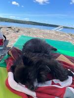 Hunden Klara Hunden Klara