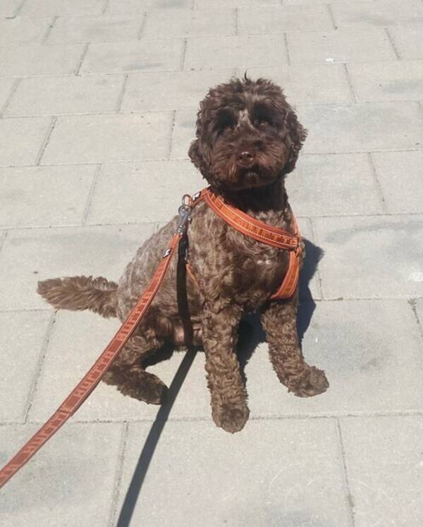 Hund - Cockerpoon Santo Hund - Cockerpoon Santo