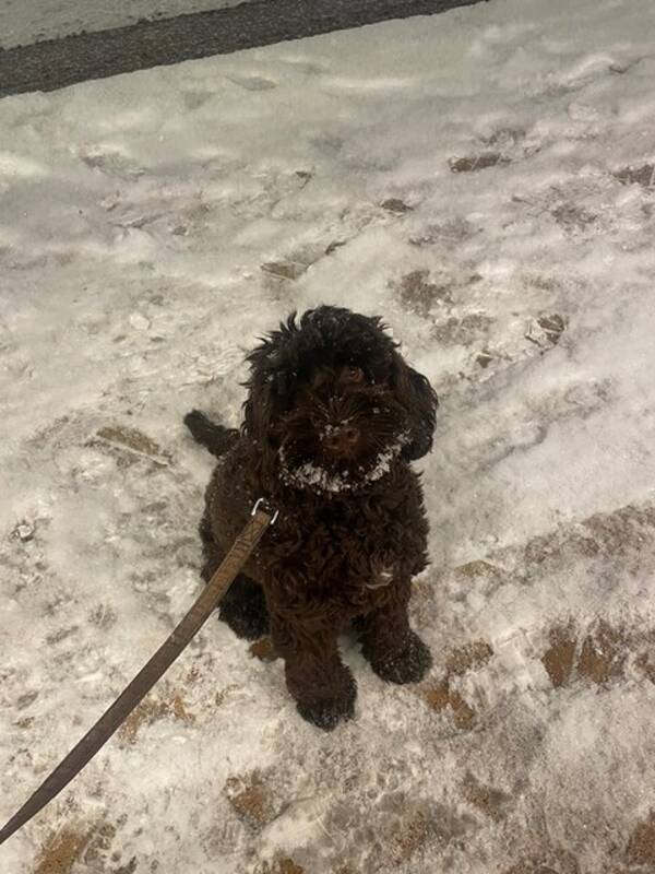 Hund - Cockerpoon Santo Hund - Cockerpoon Santo