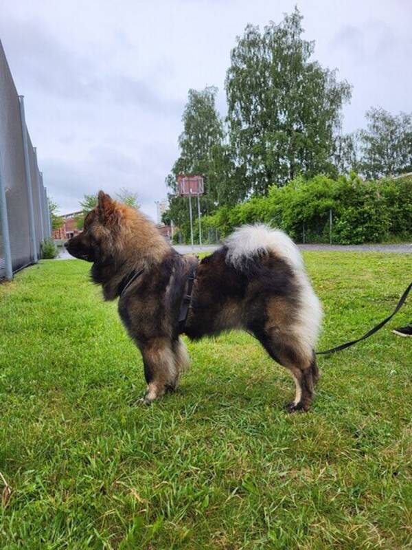 Hund - Eurasier- O'Rocko 