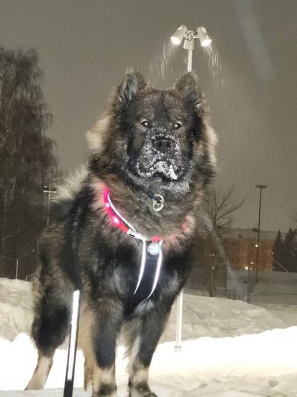 Hund - Eurasier- O'Rocko  Hund - Eurasier- O'Rocko