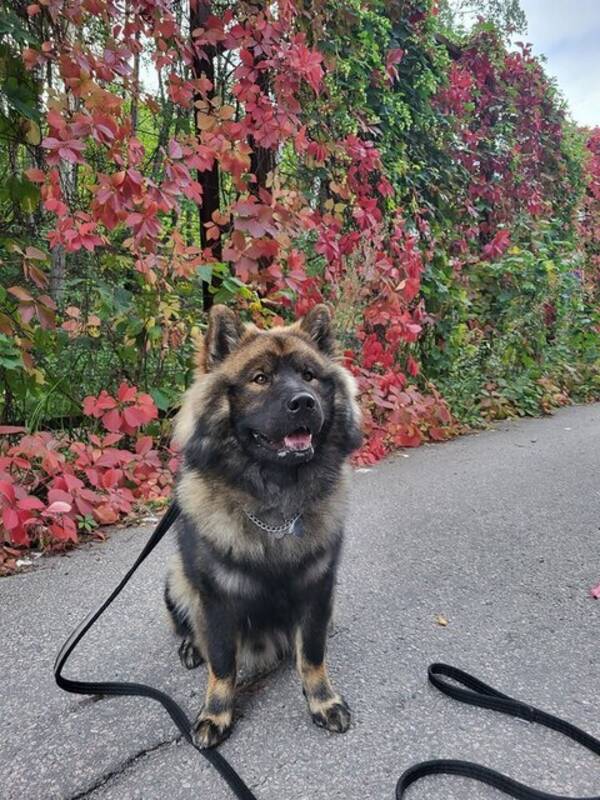 Hund - Eurasier- O'Rocko  Hund - Eurasier- O'Rocko