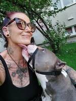 Min american bully pocket, Princess Min american bully pocket, Princess