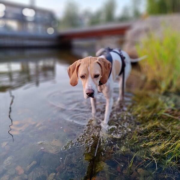 Hund - Bibi