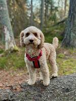 Selma Cockerpoo Selma Cockerpoo