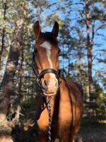 Hästen Lalle Hästen Lalle