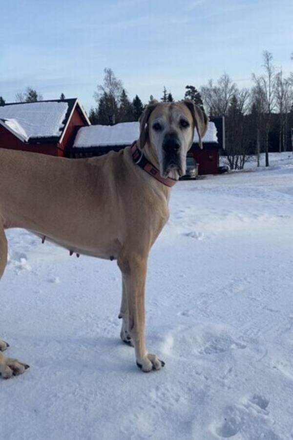 Hund - Jopplin