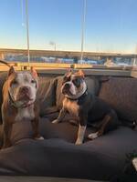 American bully American bully