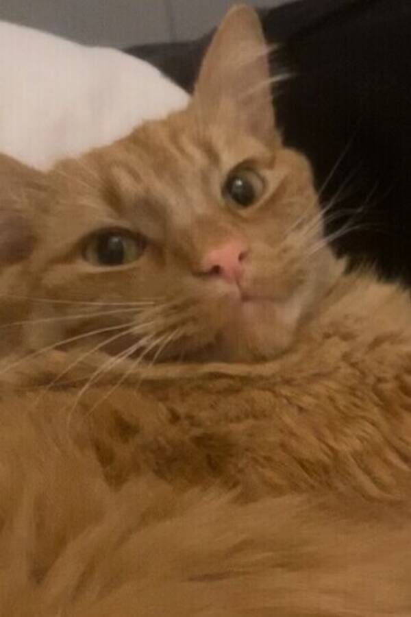 Katt - Milo Katt - Milo