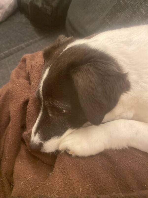 Hund - Lycke Hund - Lycke