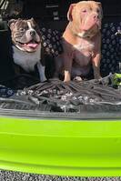 American bully American bully