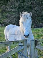 Stormur från Grevlunda Stormur från Grevlunda