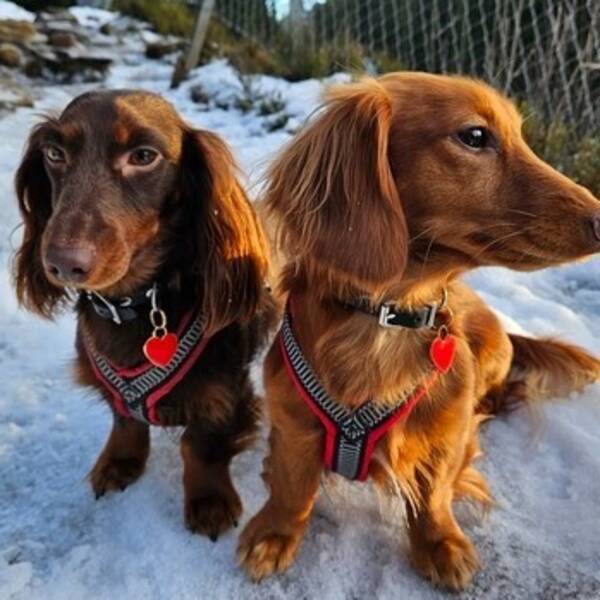 Hund - Dvergdachshund Hund - Dvergdachshund