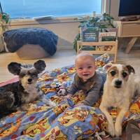 Powder puff 11år og jack russell 9år Powder puff 11år og jack russell 9år