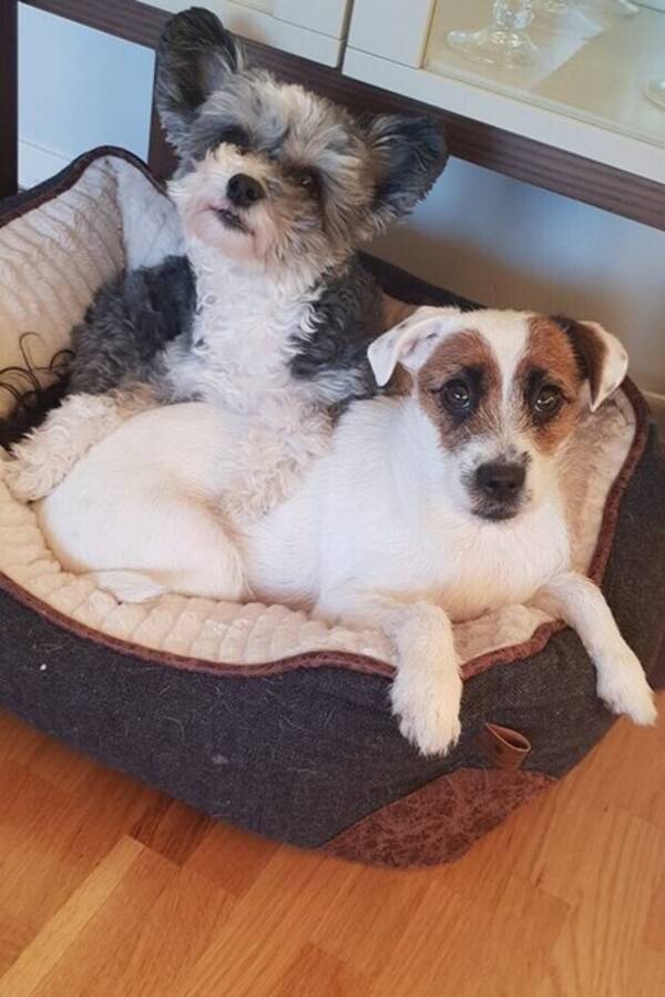 Hund - Powder puff 11år og jack russell 9år Hund - Powder puff 11år og jack russell 9år