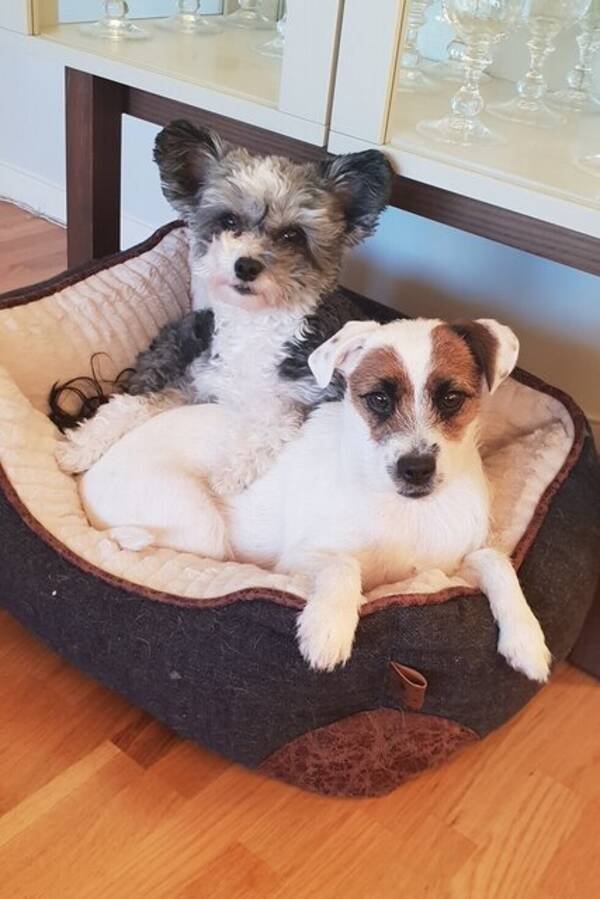 Hund - Powder puff 11år og jack russell 9år Hund - Powder puff 11år og jack russell 9år