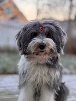 Bearded Collie 