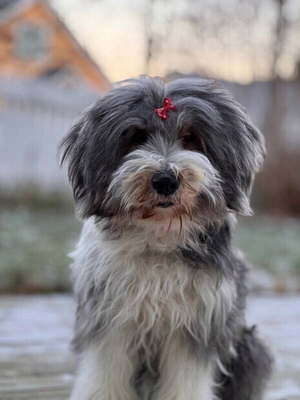 Hund - Bearded Collie 