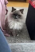 Ragdoll, Sima