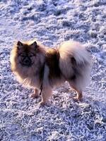 Blandingshund  Blandingshund