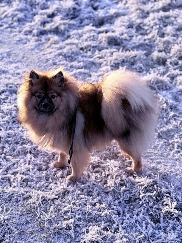 Hund - Blandingshund  Hund - Blandingshund