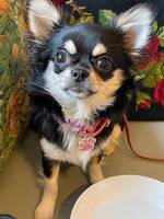 Renrasig chihuahua tik 7 månader Renrasig chihuahua tik 7 månader