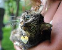 Kastrerad Huskatt blind hona 11 år Kastrerad Huskatt blind hona 11 år