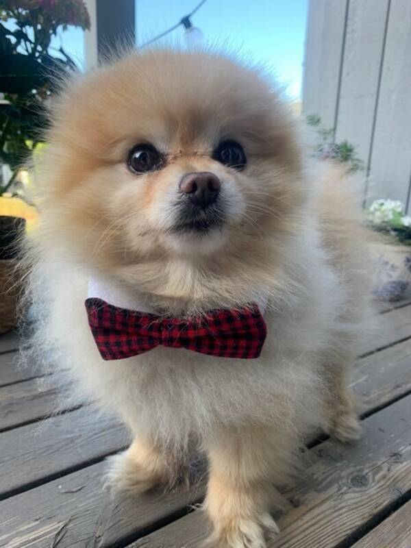 Hund - Pomeranien Hund - Pomeranien