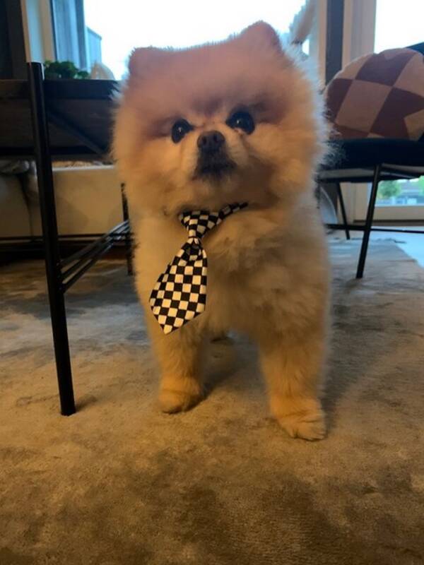 Hund - Pomeranien Hund - Pomeranien