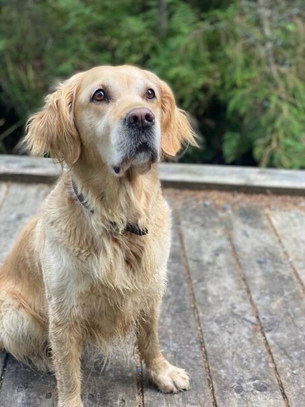 Hund - Casia golden retrie