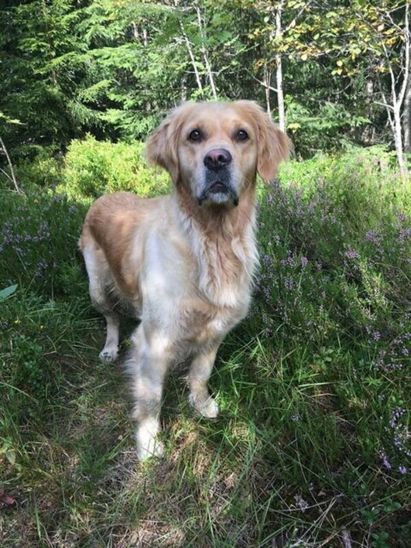 Hund - Casia golden retrie