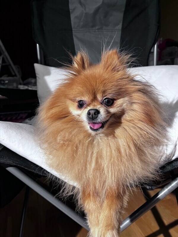 Hund - Pomeranian Hund - Pomeranian