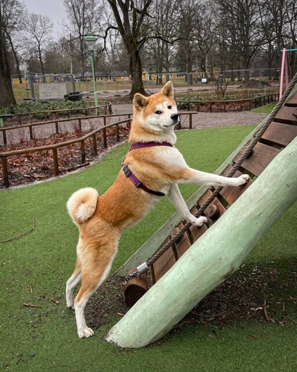 Hund - Akita Inu Sally