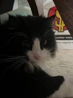 Långhårig bondkatt Morris Långhårig bondkatt Morris