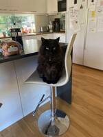 Bondkatten Bamse Bondkatten Bamse