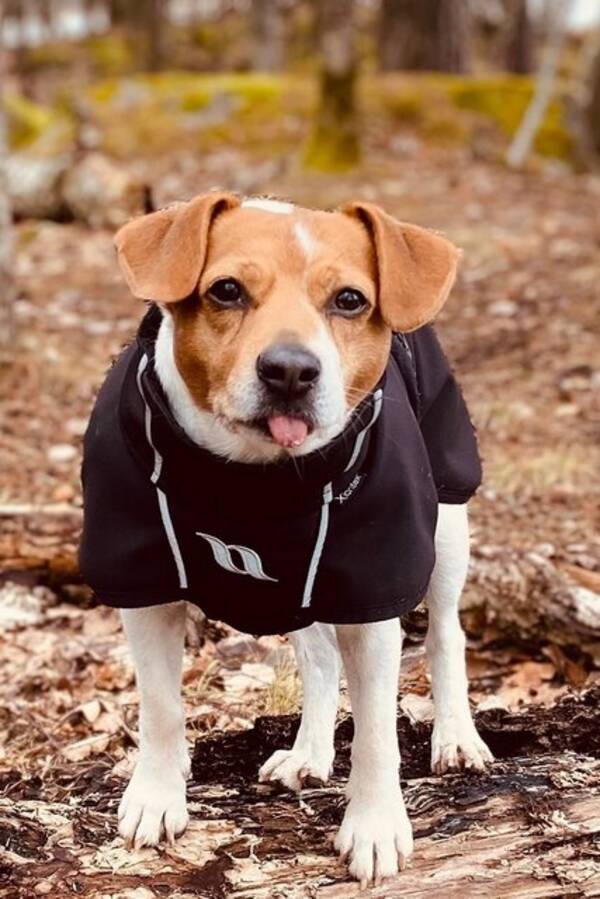 Hund - Lipton Hund - Lipton