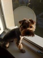 Yorkshire terier Yorkshire terier