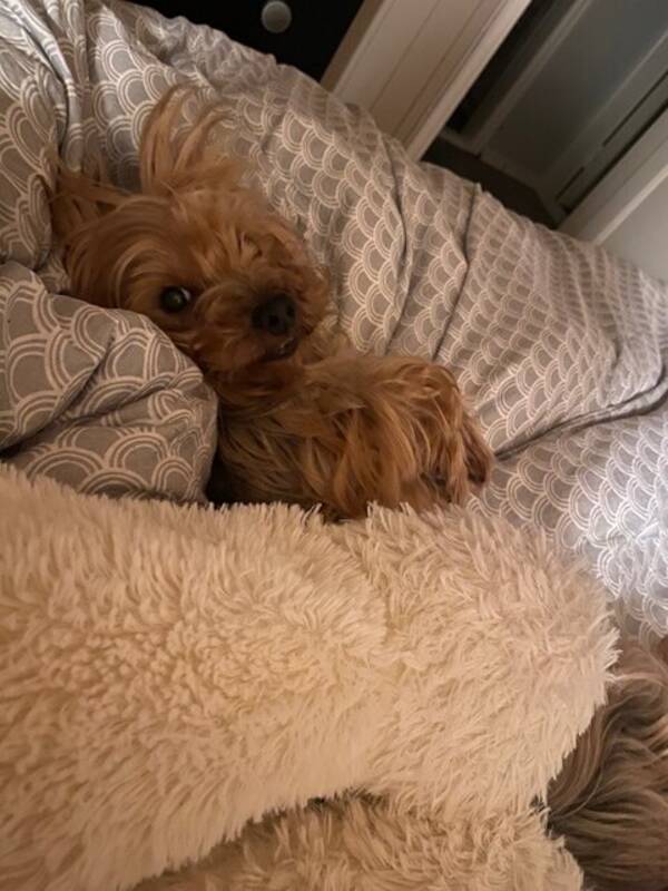 Hund - Yorkshire terier Hund - Yorkshire terier