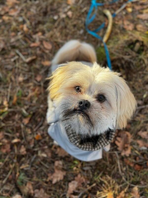 Hund - Malshi Hund - Malshi