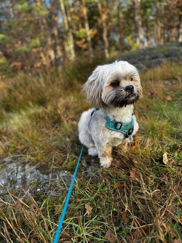 Hund - Malshi Hund - Malshi