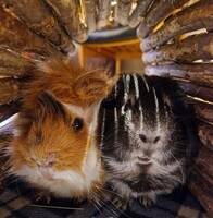 Marsvinen Leo o Tuff Marsvinen Leo o Tuff