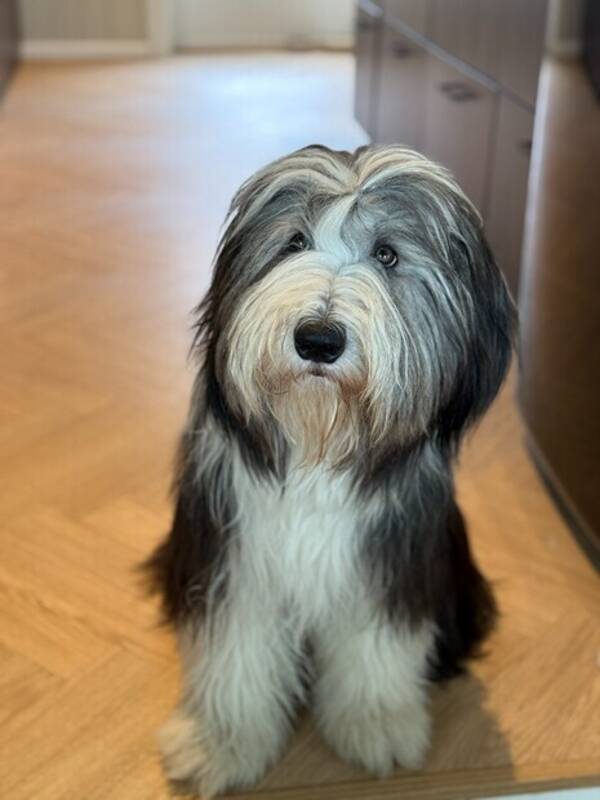 Hund - Bearded Collie Hund - Bearded Collie