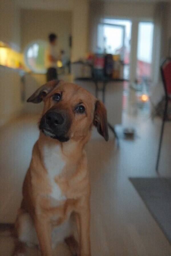 Hund - Charlie  Hund - Charlie