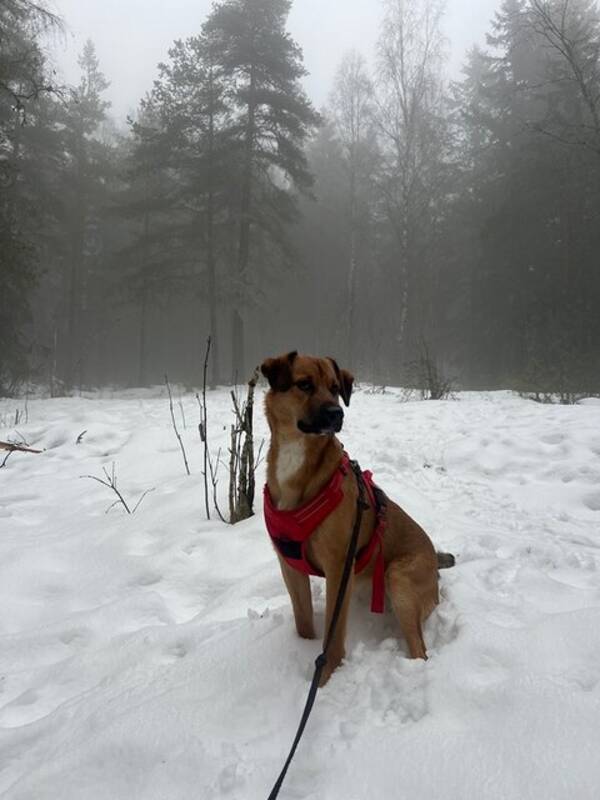 Hund - Charlie  Hund - Charlie