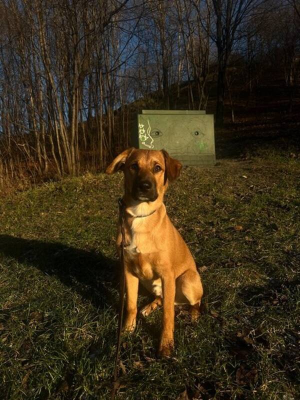 Hund - Charlie  Hund - Charlie