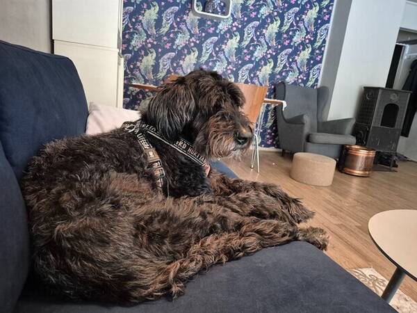 Hund - Susie på 11 år Hund - Susie på 11 år