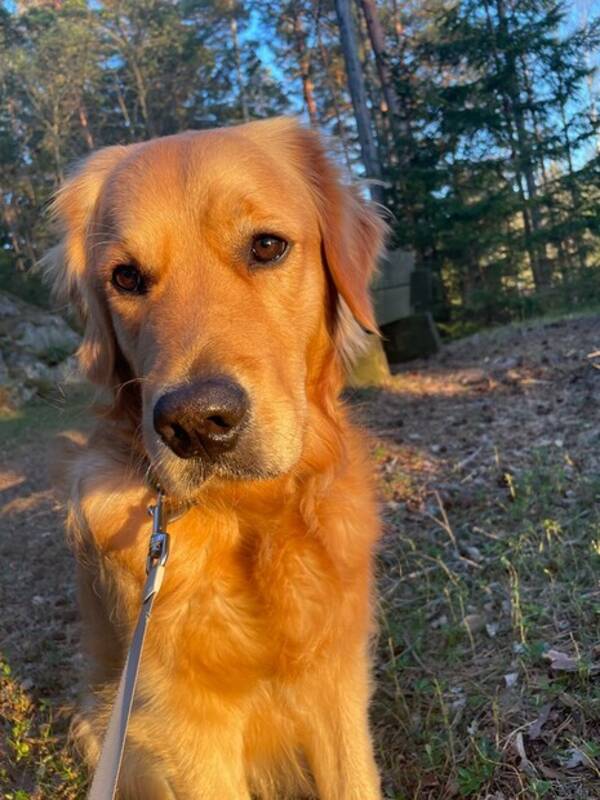 Hund - Golden Retrivern Charlie