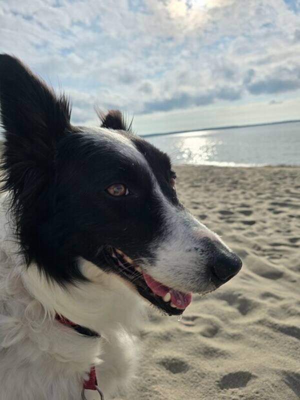 Hund - Inka Hund - Inka