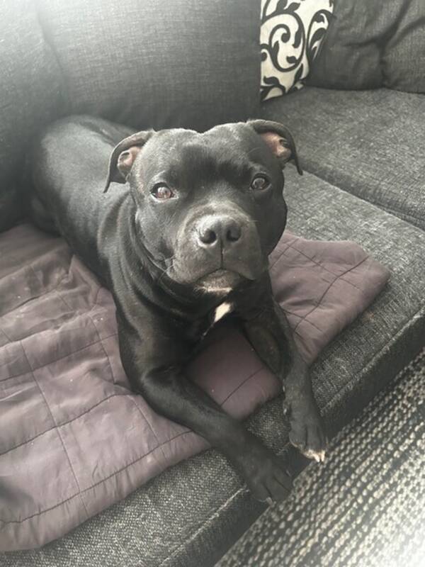 Hund - Staffen Milou (Mille) Hund - Staffen Milou (Mille)