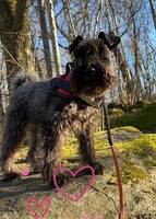 Dvärgschnauzer Dvärgschnauzer